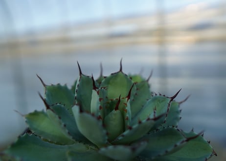 吉祥冠　中斑　Agave potatorum