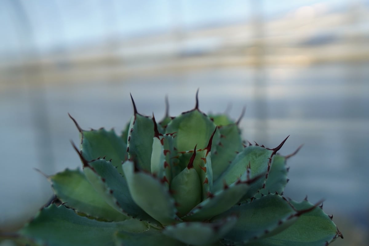 吉祥冠 中斑 Agave potatorum | mana's farm:塊根植物・アガベ・ド