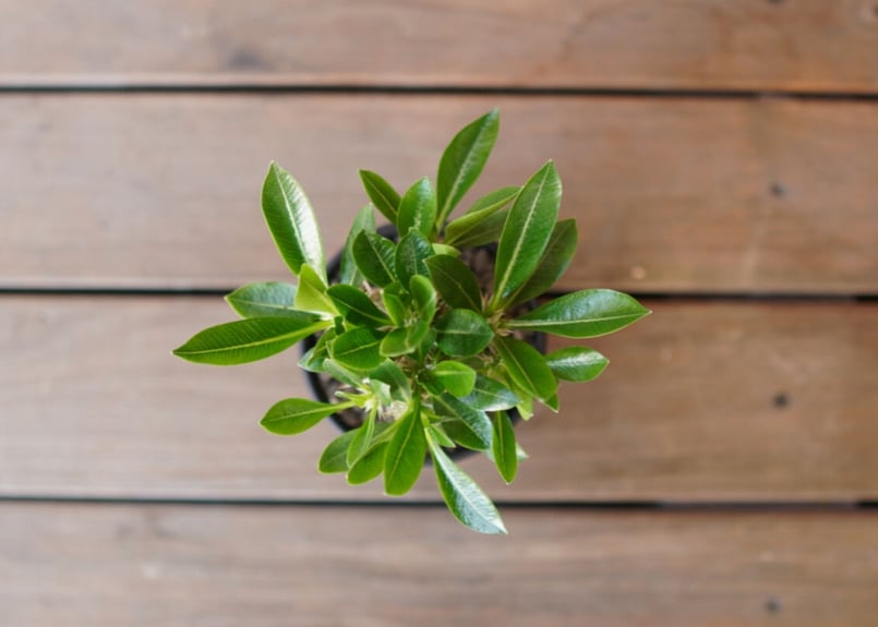 赤字価格❗️パキポディウム　恵比寿笑　ラメリー接木　最終値下げ❗️ パキポディウムラメレイ台 恵比寿笑い接木 Pachypodium brevicaule | m