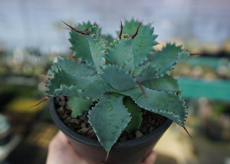 アガベ　ポタトラム　”スポーン”　agave potatorum "spawn"