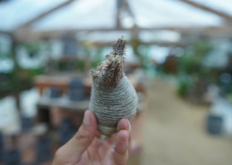 【抜き苗】パキポディウム　グラキリス　 Pachypodium Gracilius  No.4