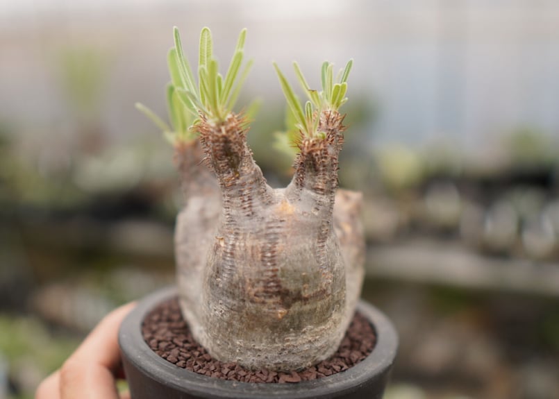 パキポディウム グラキリス 細葉個体 園芸ネット本店｜パキポディウム：グラキリス3.5号23-02 の通販【公式】