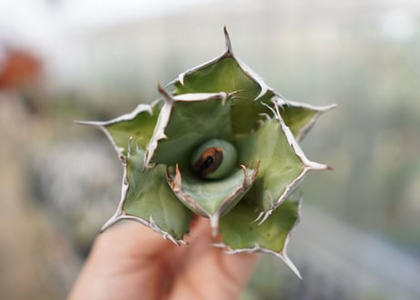 Agave Black fire E NO.1 (G)