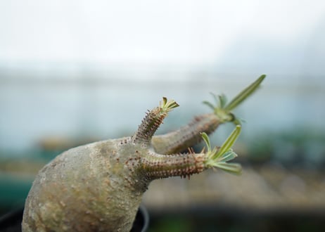 パキポディウム　グラキリス　 Pachypodium Gracilius  No.1