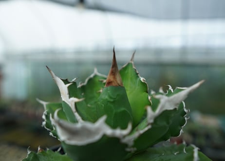 アガベ　チタノタ　白火焔　agave titanota white fire