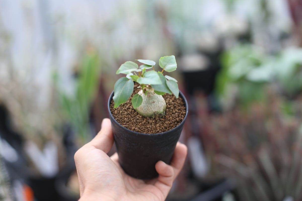 観葉植物 塊根フィカス・ペティオラリス 実生5年以上 発根済み