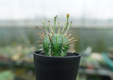ユーフォルビア　バリダ　Euphorbia valida　No.4