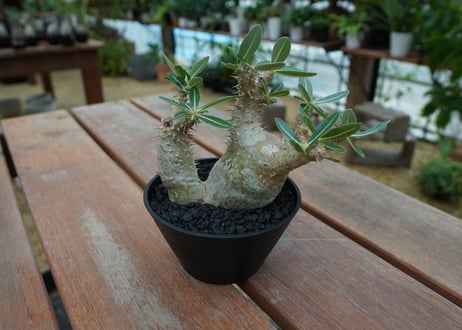 パキポディウム　デンシフローラム Pachypodium densiflorum   No.2