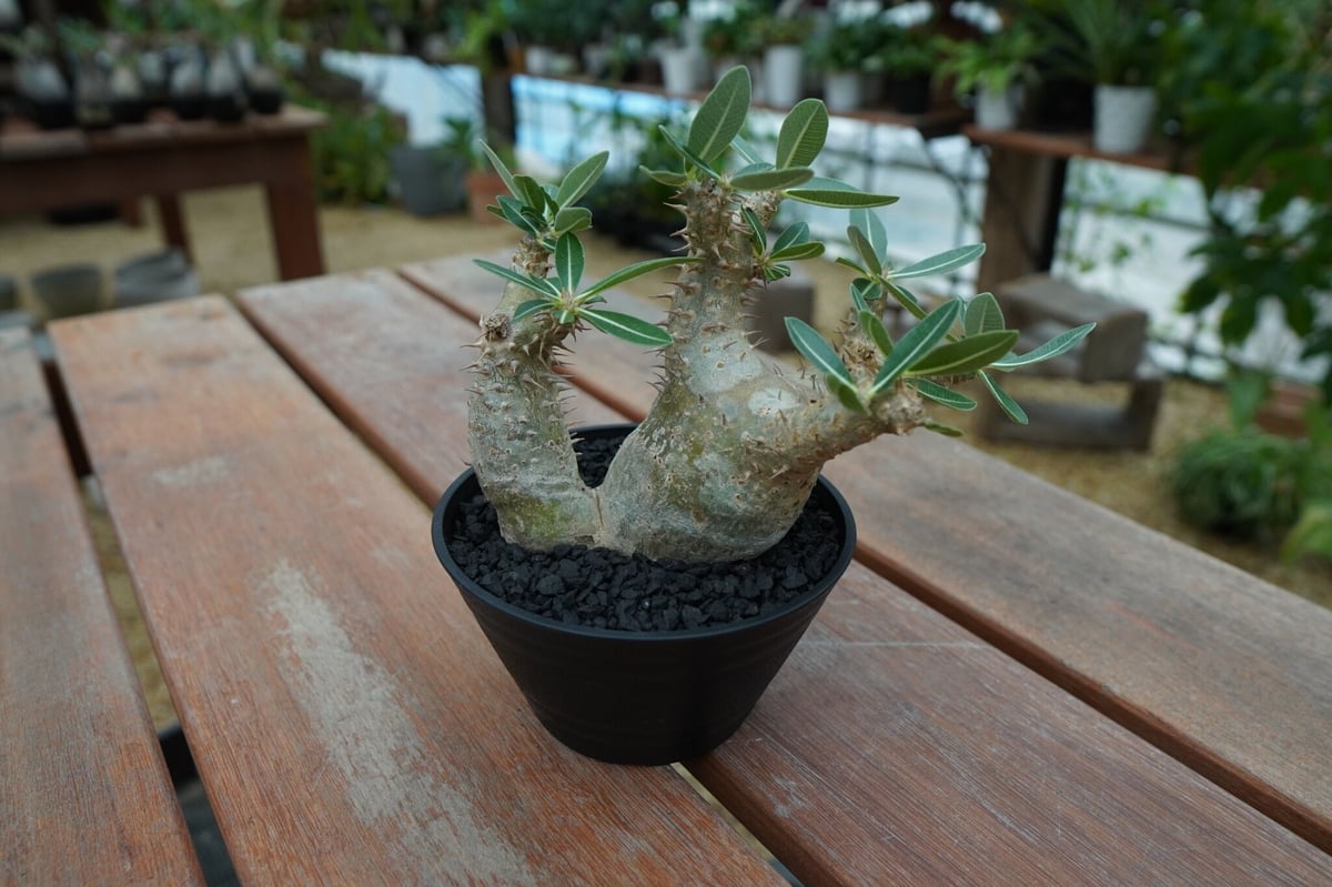塊根植物　デンシフローラム2頭　鉢つき パキポディウム デンシフローラム No.2 | mana's farm:塊根植物