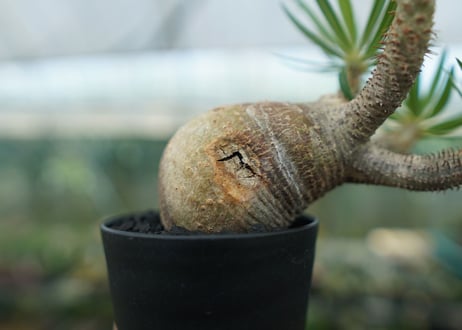パキポディウム　グラキリス　 Pachypodium Gracilius  No.1