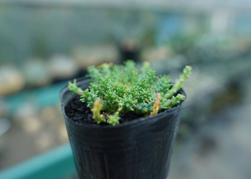 ユーフォルビア ゴルゴニス Euphorbia gorgonis No.3 | mana's