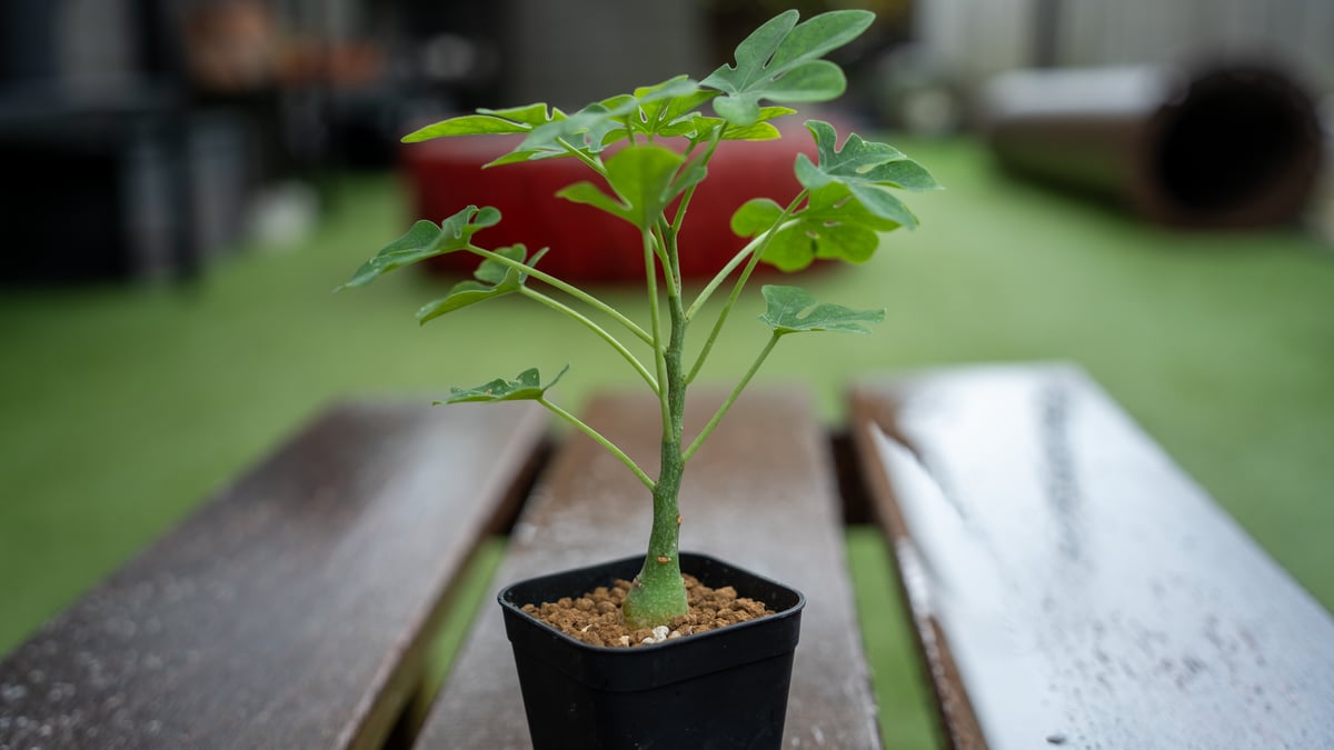 アデニアグラウカ 塊根植物 コーデックス A70804 | PLARE