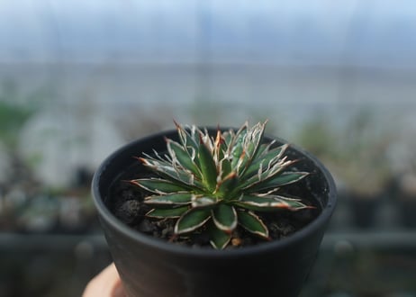 アガベ　フィリフェラ　シディゲラ　agave filifera ssp. schidigera 　No.2