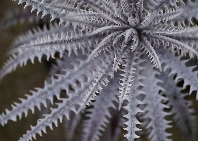 Dyckia Hillary | mana's farm:塊根植物・アガベ・ドライガーデン植物