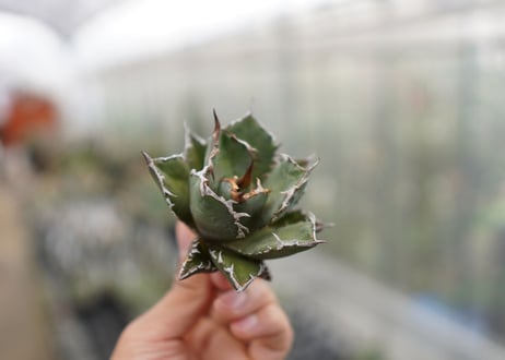 Agave titanota FO-76 C NO.1   (G)
