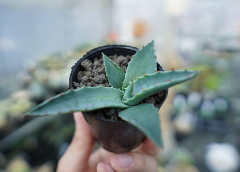 アガベ オバティフォリア Agave ovatifolia No.1 | mana's far