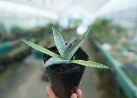 アガベ　屈原の舞扇 Agave 'Kutsugen no Maiougi'   No.2