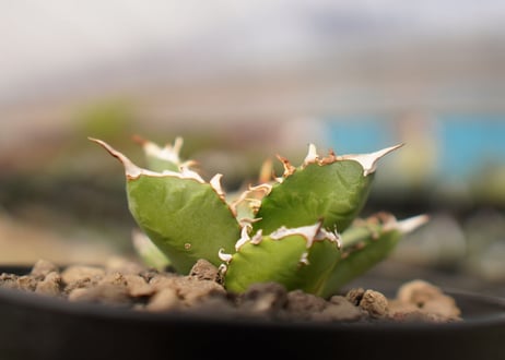 Agave titanota FO-76  A NO.1