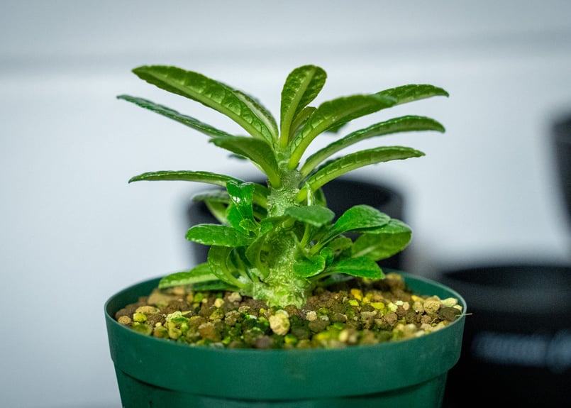 ドルステニア ギガス Dorstenia gigas | mana's farm:塊根植物・ア