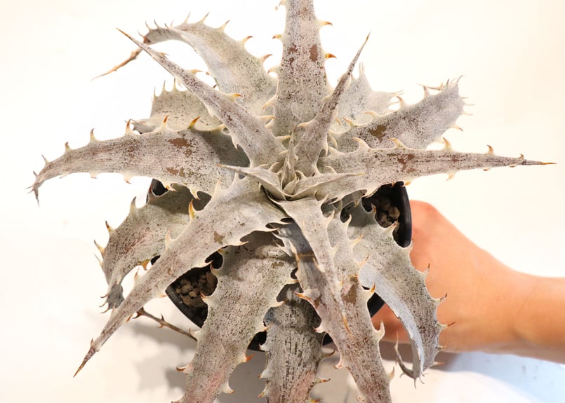 Dyckia Red Bone X ML Red Clone F1 | mana's farm