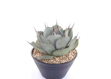 Agave parryi var truncata Huntington