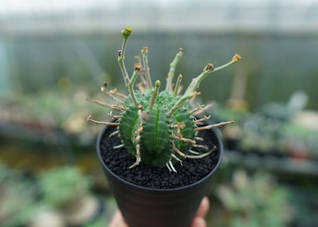 ユーフォルビア　バリダ　Euphorbia valida　No.4
