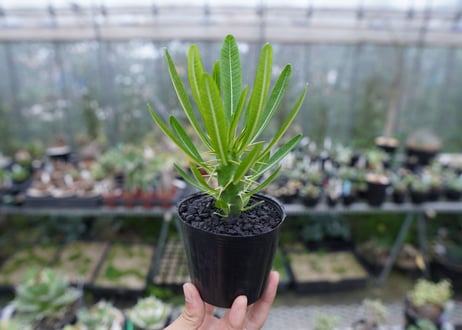 パキポディウム　アンボンゲンセ　Pachypodium ambongense　No.2