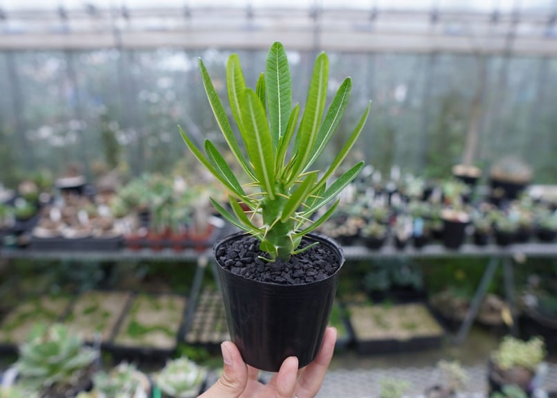 パキポディウム アンボンゲンセ Pachypodium ambongense No.2 | m パキポディウム アンボンゲンセ Pachypodium ambongense No.2 | m