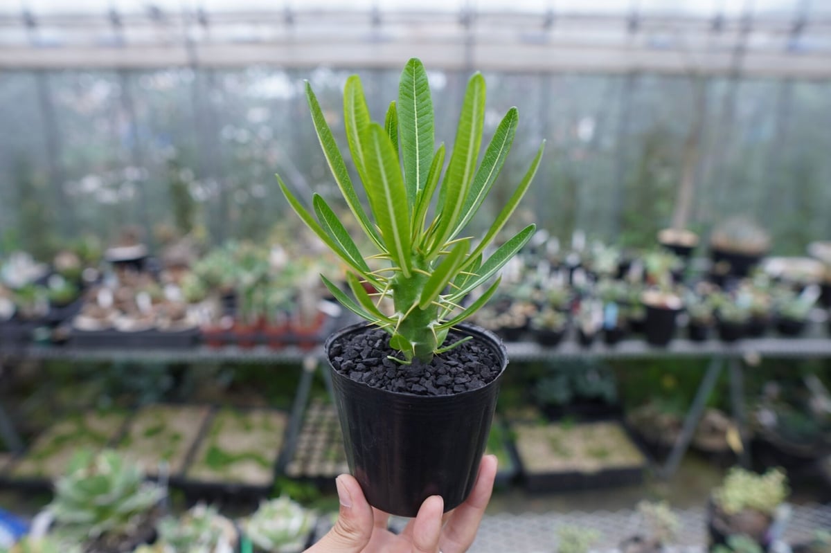 パキポディウム　アンボンゲンセ　2頭 パキポディウム アンボンゲンセ 2頭 - メルカリ