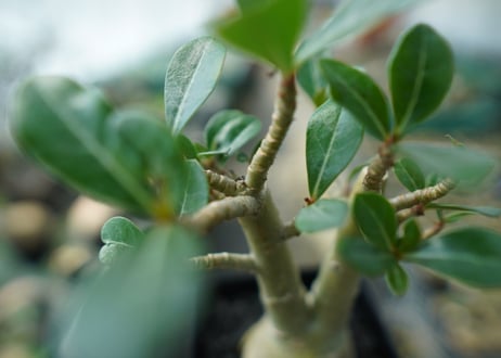 アデニウム　Adenium　No.11