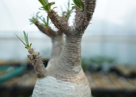 パキポディウム　グラキリス　 Pachypodium Gracilius  No.5