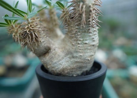 パキポディウム　デンシフローラム Pachypodium densiflorum   No.2