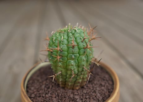 ユーフォルビア　群星冠　Euphorbia stellispina