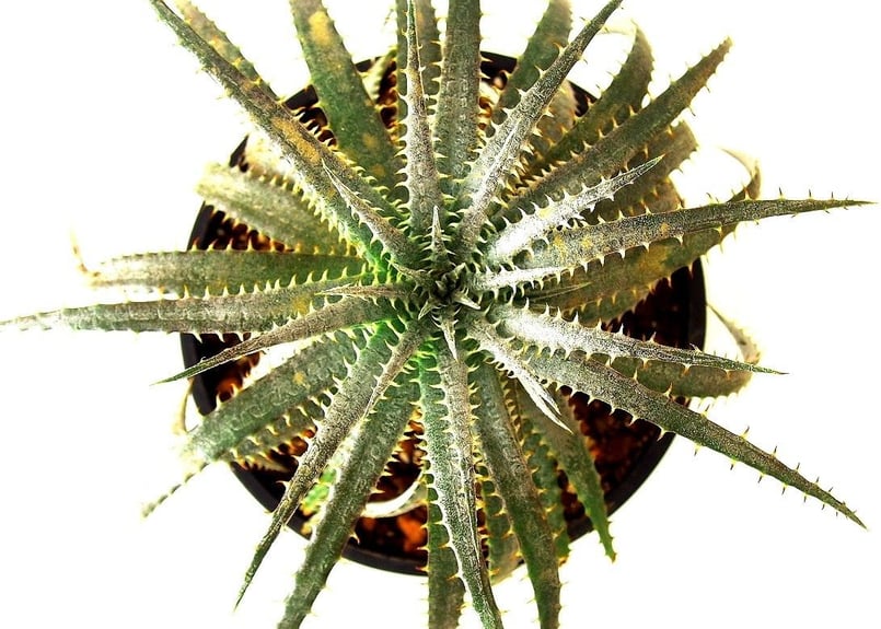 Dyckia forsteriana ディッキア フォステリアーナ hyb | mana's