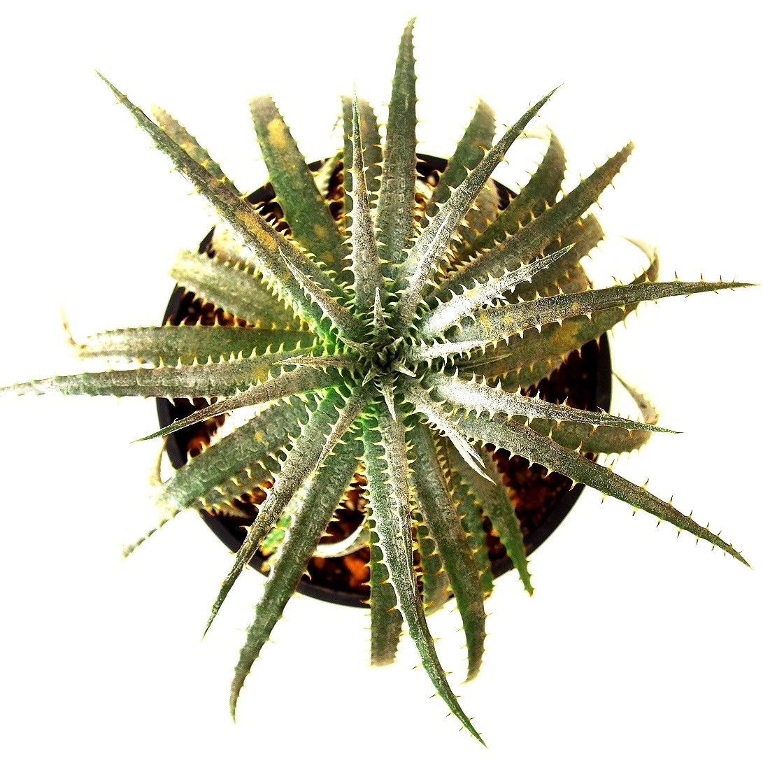 Dyckia forsteriana ディッキア フォステリアーナ hyb | mana's