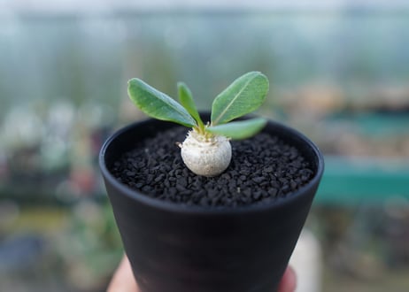 パキポディウム　恵比寿笑い　Pachypodium brevicaule　No.3