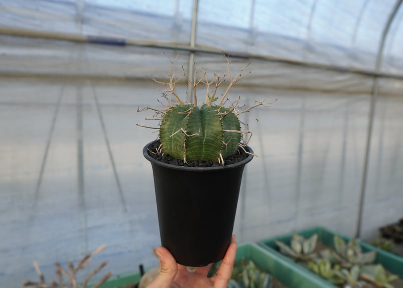 ユーフォルビア スーパーバリダ Euphorbia super valida No.1 |