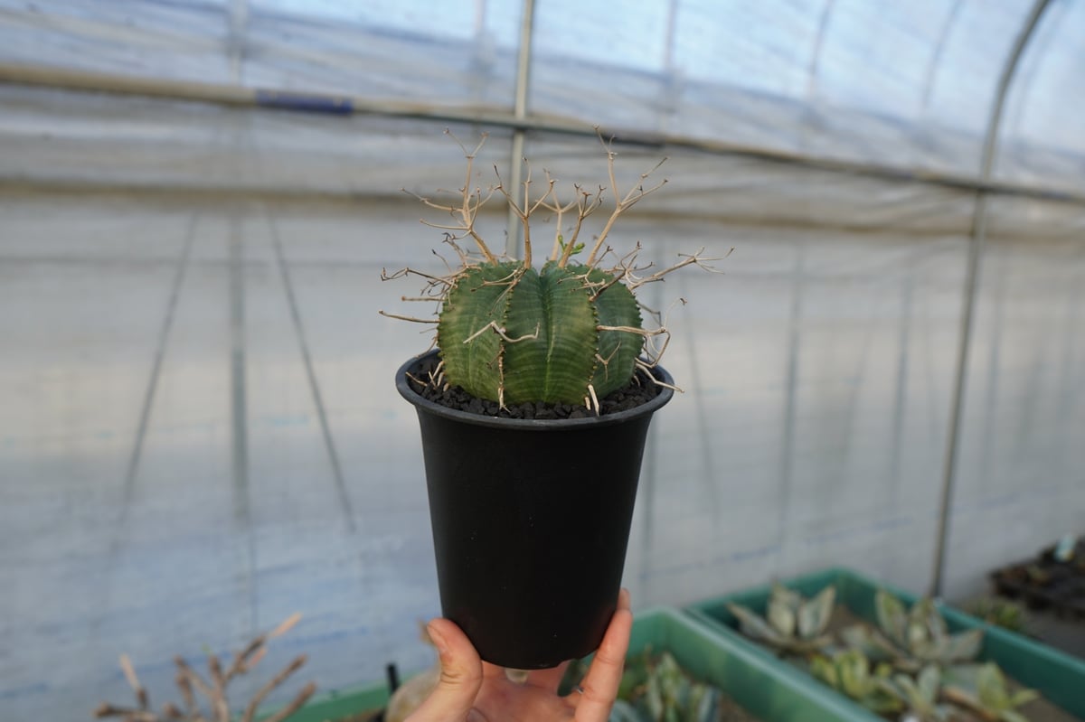 ユーフォルビア スーパーバリダ Euphorbia super valida No.1 |