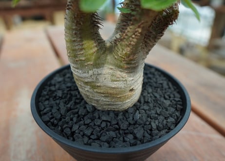 パキポディウム マカイエンセ　Pachypodium makayense　No.7