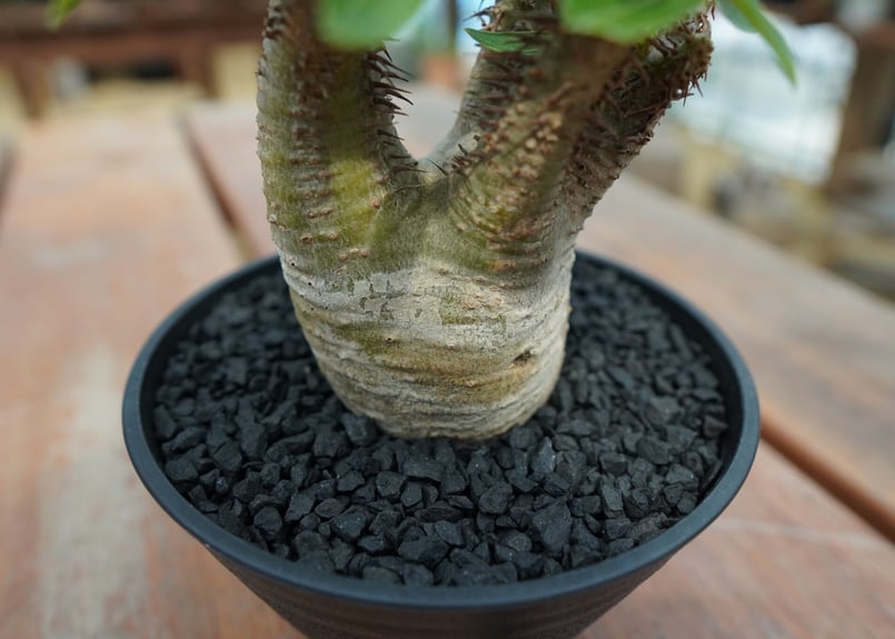 パキポディウム マカイエンセ Pachypodium makayense No.7 | man