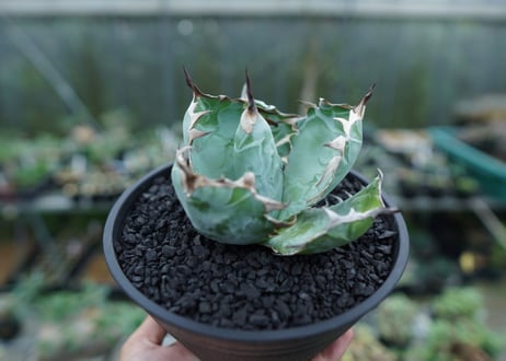 アガベ　チタノタ　 ブラックアンドブルー 　Agave titanota black and blue　No.1