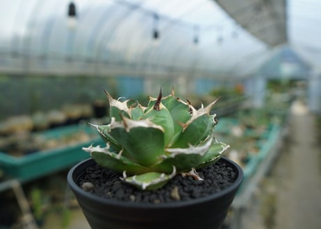 アガベ　チタノタ　鬼爪雪峰  Agave titanota “Onitsume Yukimine No.1