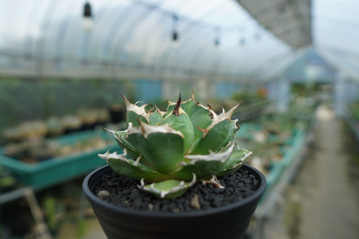 Azemichi 流星 アガベ 【公式通販】