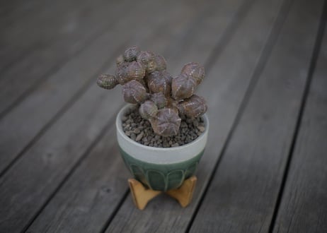 オベサブロウ Euphorbia Obesablow