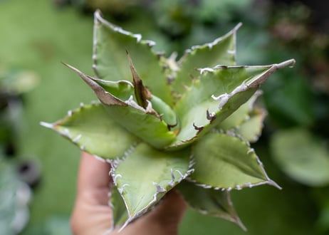 Agave Sowing seeds A NO.4