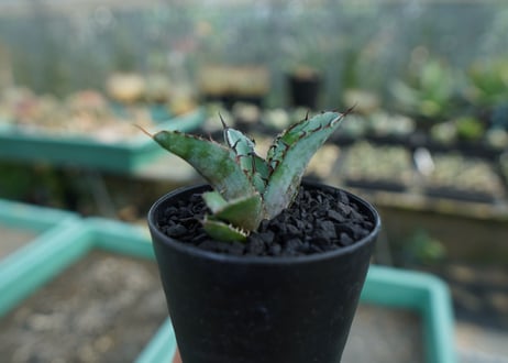 アガベ　チタノタ　 ブラックアンドブルー 　Agave titanota black and blue　No.9