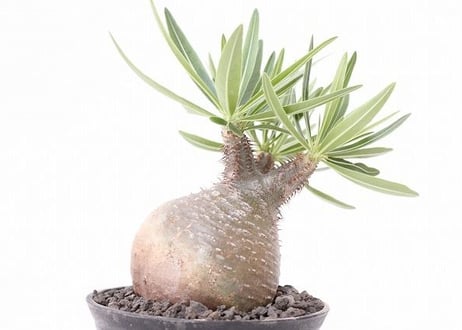 Pachypodium Gracilius パキポディウム  グラキリス  №８　緑肌　まるで実生株　葉数多