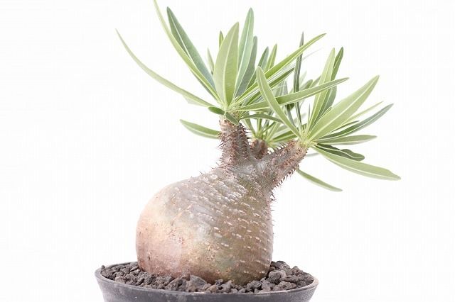 Pachypodium Gracilius パキポディウム グラキリス №８　緑肌　まるで実生株　葉数多