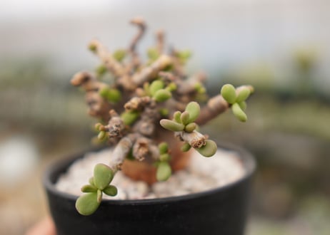 Ceraria pygmaea ケラリア ピグマエア　B NO.10