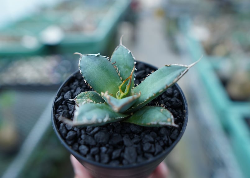 アガベ チタノタ FO-76 Agave titanota FO-76 No.20 | ma